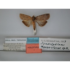 /filer/webapps/moths/media/images/M/mariaeclarae_Isadelphina_HT_RMCA_01.jpg