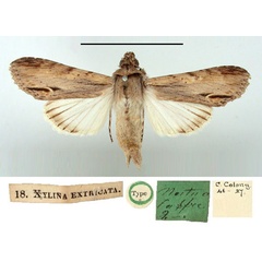 /filer/webapps/moths/media/images/E/extricata_Xylina_HT_BMNH.jpg