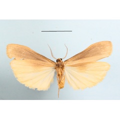 /filer/webapps/moths/media/images/C/costimacula_Ligulosa_AM_MGCLb_01.JPG