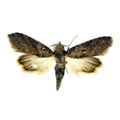 /filer/webapps/moths/media/images/G/grisea_Stenosticta_A_NHMO_01.jpg