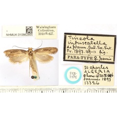 /filer/webapps/moths/media/images/I/infuscatella_Tineola_ST_BMNH.jpg