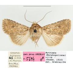 /filer/webapps/moths/media/images/V/vilis_Mythimna_AM_BMNH_01.jpg