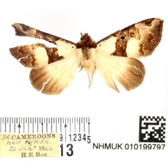 /filer/webapps/moths/media/images/A/argyrosemioides_Marcipa_AM_BMNH.jpg