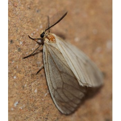 /filer/webapps/moths/media/images/N/nuda_Ruanda_AM_Voaden.jpg