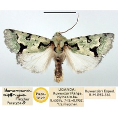 /filer/webapps/moths/media/images/A/alpnista_Homonacna_PT_BMNH.jpg