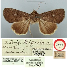 /filer/webapps/moths/media/images/N/nigrita_Perigea_HT_BMNH.jpg