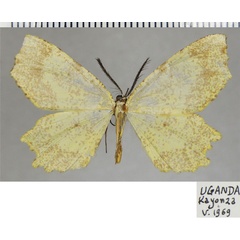 /filer/webapps/moths/media/images/U/ugandensis_Narthecusa_AM_ZSMa.jpg