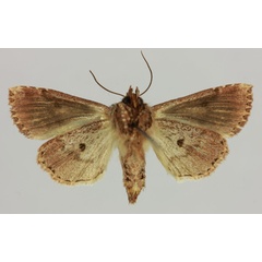 /filer/webapps/moths/media/images/B/betsileo_Xylomania_AT_MNHNb.jpg