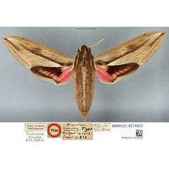 /filer/webapps/moths/media/images/A/aurora_Hippotion_HT_BMNH.jpg