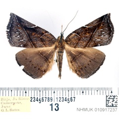 /filer/webapps/moths/media/images/C/coerulescens_Aburina_AF_BMNH.jpg