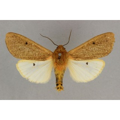 /filer/webapps/moths/media/images/S/subapproximans_Teracotona_HT_BMNH.jpg
