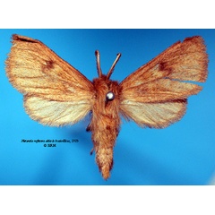 /filer/webapps/moths/media/images/A/alticola_Metarctia_ST_SNHM_01.jpg