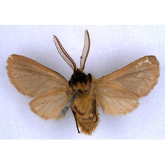 /filer/webapps/moths/media/images/K/kumasina_Metarctia_LT_BMNH_02.jpg
