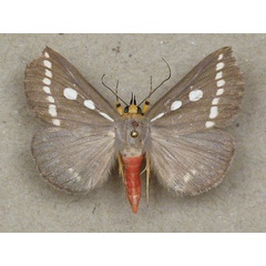 /filer/webapps/moths/media/images/Z/zambesita_Calesia_A_Butler.jpg