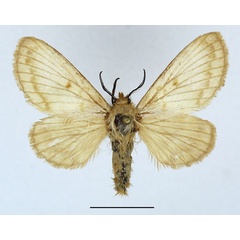 /filer/webapps/moths/media/images/T/tamsi_Diaphoromorpha_AF_Basquin_01.jpg