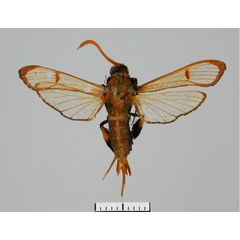 /filer/webapps/moths/media/images/R/rygchiiformis_Alonina_AM_TMSA.jpg