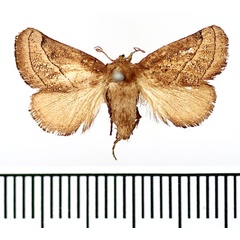 /filer/webapps/moths/media/images/C/catori_Thosea_AF_BMNH.jpg