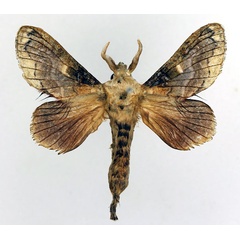 /filer/webapps/moths/media/images/M/malagassy_Odontocheilopteryx_AM_Basquin_01.jpg