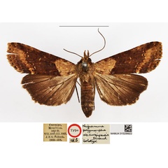 /filer/webapps/moths/media/images/C/curepipensis_Nigramma_HT_NHMUK.jpg