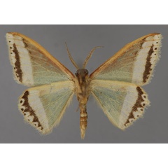 /filer/webapps/moths/media/images/S/subrubescens_Archichlora_A_ZSM_02.jpg