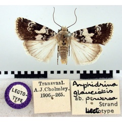 /filer/webapps/moths/media/images/P/perversa_Amphidrina_LT_BMNH.jpg