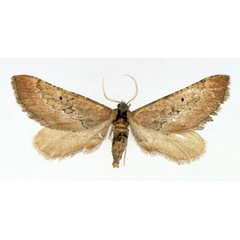 /filer/webapps/moths/media/images/E/eupitheciata_Hebdomophruda_AF_TMSA.jpg