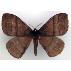 /filer/webapps/moths/media/images/R/roseobrunnea_Rhodopteriana_AM_Basquin.jpg