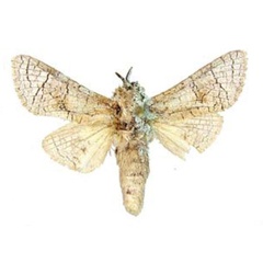 /filer/webapps/moths/media/images/O/osmanyia_Camellocossus_HT_ZSM.jpg