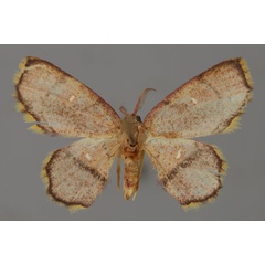 /filer/webapps/moths/media/images/R/rosina_Chrysocraspeda_A_ZSM_01.jpg