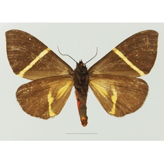 /filer/webapps/moths/media/images/P/pulchra_Fodinoidea_AF_Basquinb.jpg
