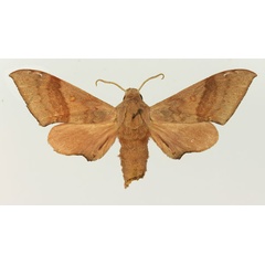 /filer/webapps/moths/media/images/R/roseola_Neopolyptychus_AM_Basquin.jpg