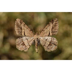 /filer/webapps/moths/media/images/C/crassata_Chiasmia_A_Butler.jpg
