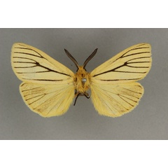 /filer/webapps/moths/media/images/T/tenuistrigata_Estigmene_ST_BMNH.jpg