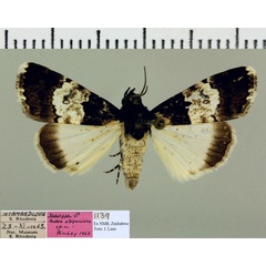 /filer/webapps/moths/media/images/A/albifasciata_Catephia_HT_NMB.jpg