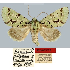 /filer/webapps/moths/media/images/K/kenricki_Mageochaeta_AT_MNHN.jpg