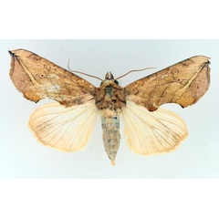 /filer/webapps/moths/media/images/T/triobliqua_Oraesia_AF_TMSA_02.jpg