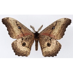 /filer/webapps/moths/media/images/A/ata_Gynanisa_AM_Basquinb.jpg