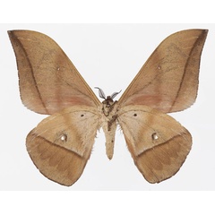 /filer/webapps/moths/media/images/D/dargei_Lobobunaea_AM_Basquinb.jpg