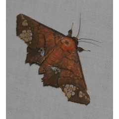 /filer/webapps/moths/media/images/F/fenestrifera_Episparis_A_Jorpeland.jpg