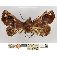 /filer/webapps/moths/media/images/V/violescens_Phlegetonia_PTF_NHMUK.jpg