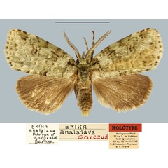 /filer/webapps/moths/media/images/A/analalava_Erika_HT_MNHN.jpg