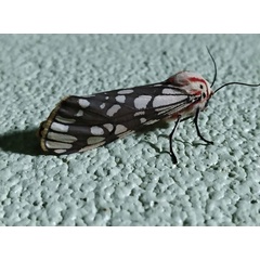 /filer/webapps/moths/media/images/P/pardalina_Teracotona_A_Akite.jpg
