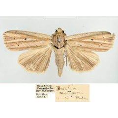 /filer/webapps/moths/media/images/M/metasarca_Mythimna_AF_BMNH.jpg