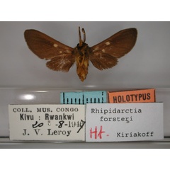 /filer/webapps/moths/media/images/F/forsteri_Rhipidarctia_HT_RMCA_02.jpg