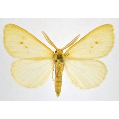 /filer/webapps/moths/media/images/F/fulvinotata_Crorema_AM_NHMO.jpg