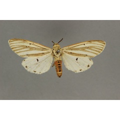 /filer/webapps/moths/media/images/R/rubricostata_Amsacta_HT_BMNH.jpg