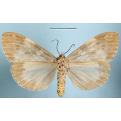 /filer/webapps/moths/media/images/D/doriae_Galtara_AF_MGCLb_02.jpg