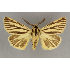 /filer/webapps/moths/media/images/I/internigralis_Estigmene_AM_BMNH_02.jpg