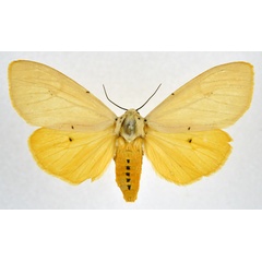 /filer/webapps/moths/media/images/S/sublutea_Eyralpenus_AF_NHMO.jpg
