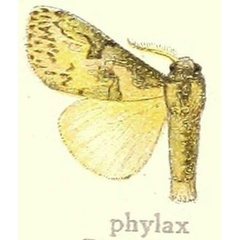 /filer/webapps/moths/media/images/P/phylax_Lymantria_HT_Hering_21h.jpg